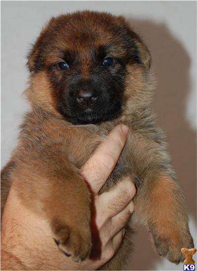 German Shepherd